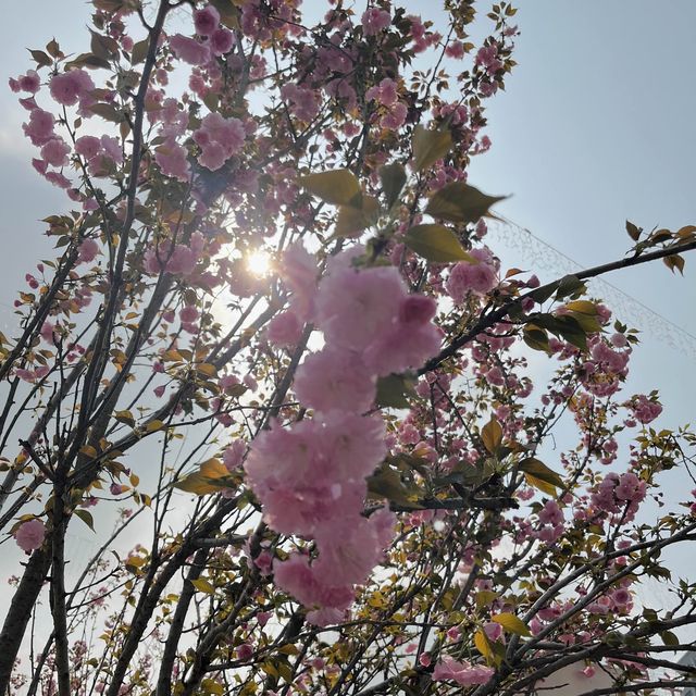 Hong Kong Flower Show 2023