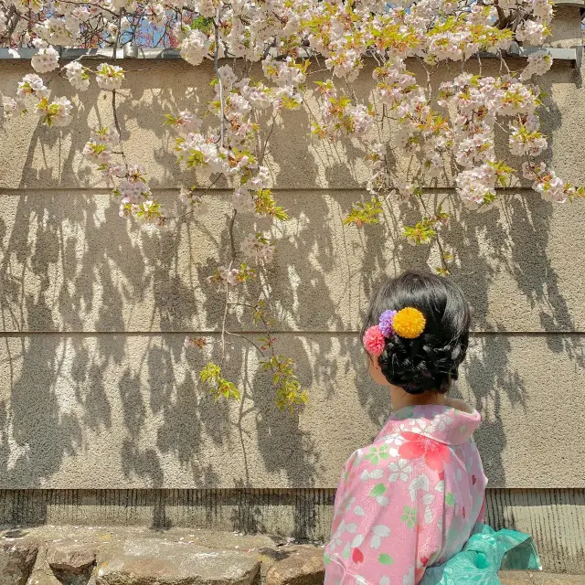 4월 초에 일본 교토에 가면 생기는 일 🌸