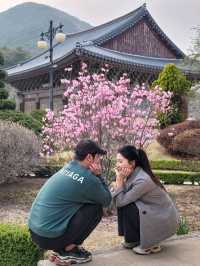 봄날을 만끽하는 예쁜 봄꽃들이 모여 있는 운문사🌸