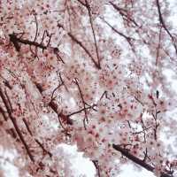 清水公園と言えば【桜】【BBQ】