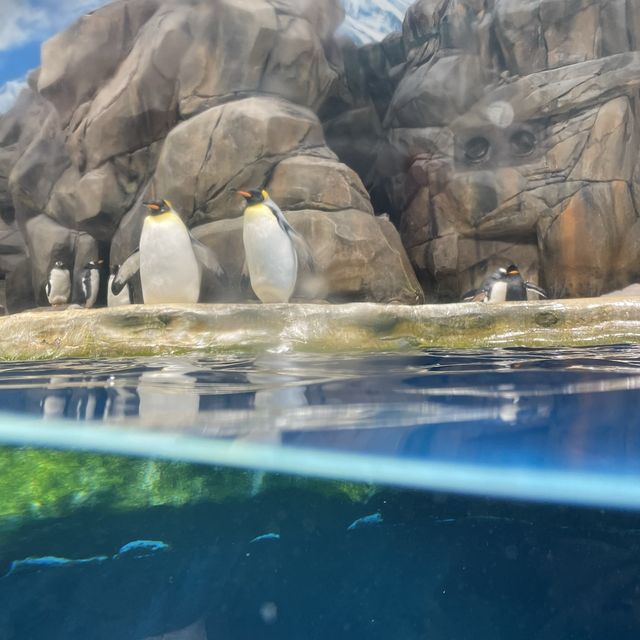 去邊去玩？🤣來香港Ocean Park。