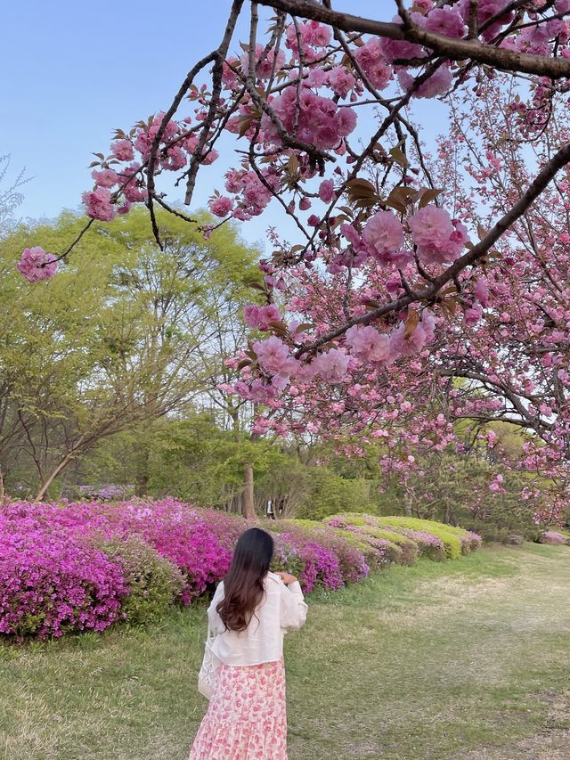 겹벚꽃 막차타러 하남미사경정공원 가요!
