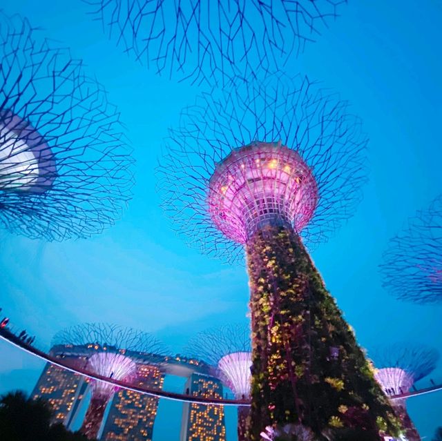 【シンガポール】森の中のイルミネーション✨