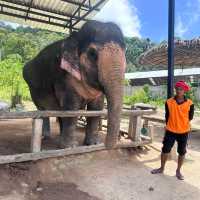 The best day of your life with Elephants 🐘🌿