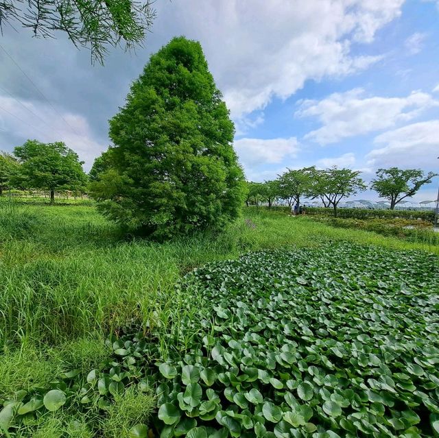 韓國景點😍義王鐵道自行車☺️風景優美⭐打卡靚📸
