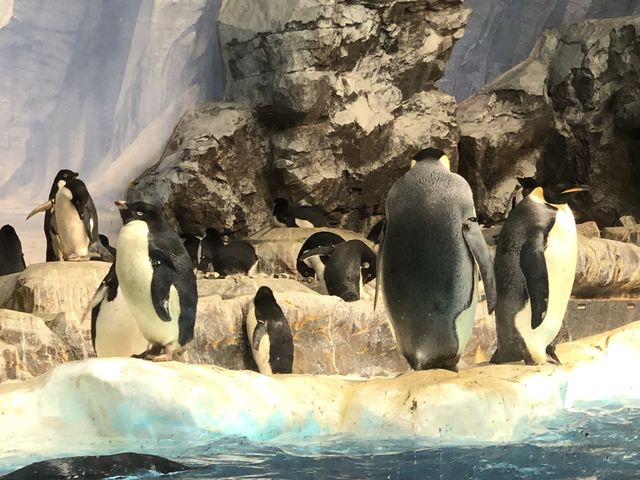 【愛知】日本で2ヶ所！シャチが見られる水族館