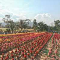 สวนดอกไม้ไร่ภาสทองที่ถ่ายรูปสวยๆสุดฮิต