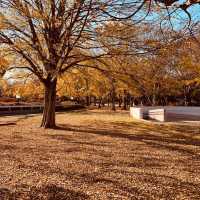 【都市の自然公園】駒沢オリンピック公園