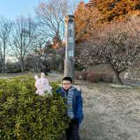 Plum tree garden in March 