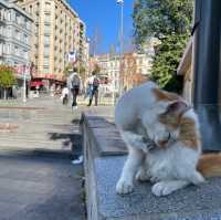 Beyoğlu Municipality: Echoes Unveiled Eleganc