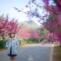 ดอกซากุระบาน @ดอยอ่างขาง 
