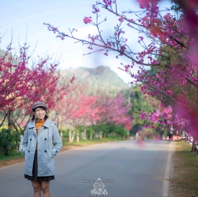 ดอกซากุระบาน @ดอยอ่างขาง 
