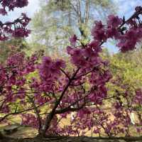 Doi Angkhang(ดอยอ่างขาง) เชียงใหม่