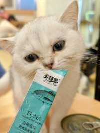 ⭐️貓貓Cafe竟然有豬仲有狗？🐱🐷🐶