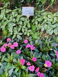 一次過欣賞各色各樣花卉  在市中心盛放📍香港公園