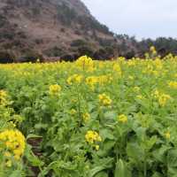 산방산과 유채 
