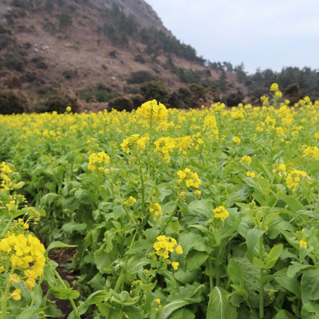 산방산과 유채 