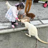 宜蘭、張美阿嬤農場