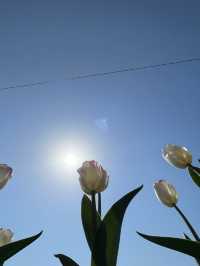 성동구 숨은 벚꽃 명소 공유〰용비교🌷
