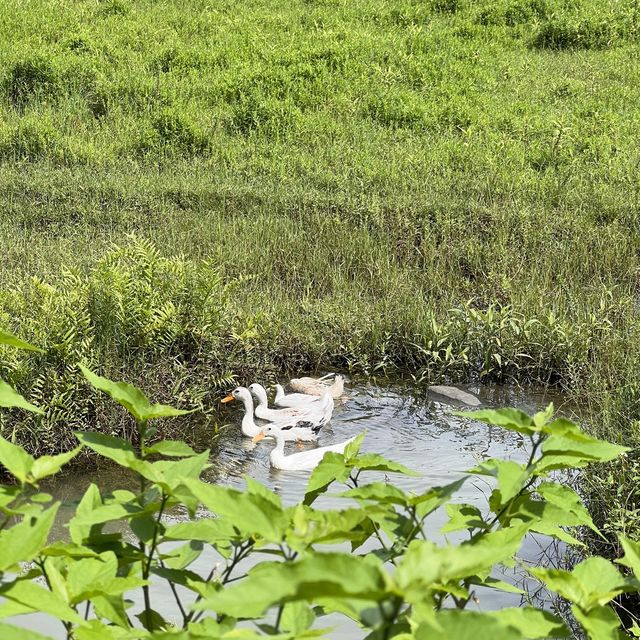 Day trip at Cat Ba Island (near Ha Long Bay)