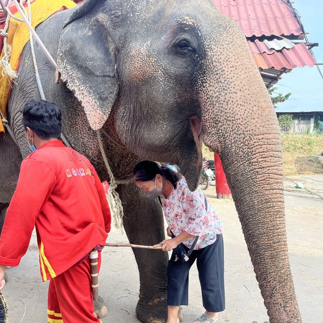 ไปลอดท้องช้างที่หมู่บ้านช้าง อโยธย๊าาาาาาา 🐘