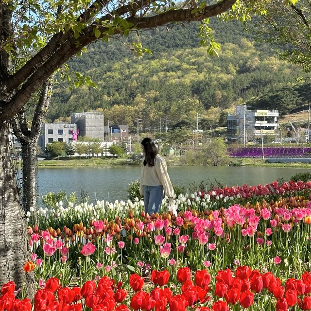 튤립맛집 대구 필수 여행코스🌷