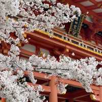 【神戸 三宮】神戸代表のパワースポット生田神社へ
