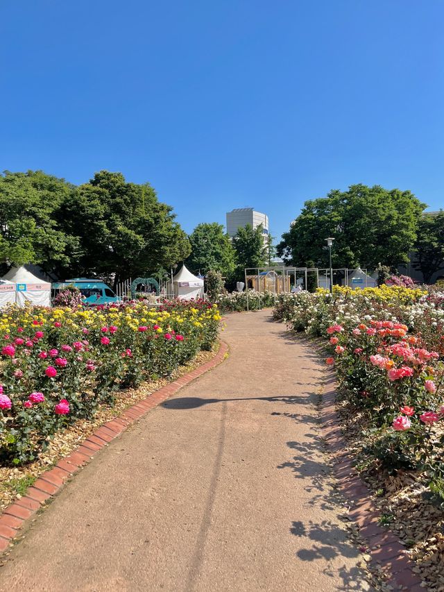 서울 올림픽공원 장미축제🌹