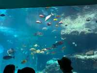 沖繩旅遊必去:萬座毛、古宇利島和美麗海水族館