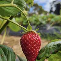 Rocky Creek Strawberry Farm