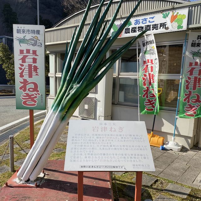 兵庫県冬場！道の駅フレッシュ朝来は「甘い！長い！太い！幻の岩津ねぎ」推しがすごすぎる