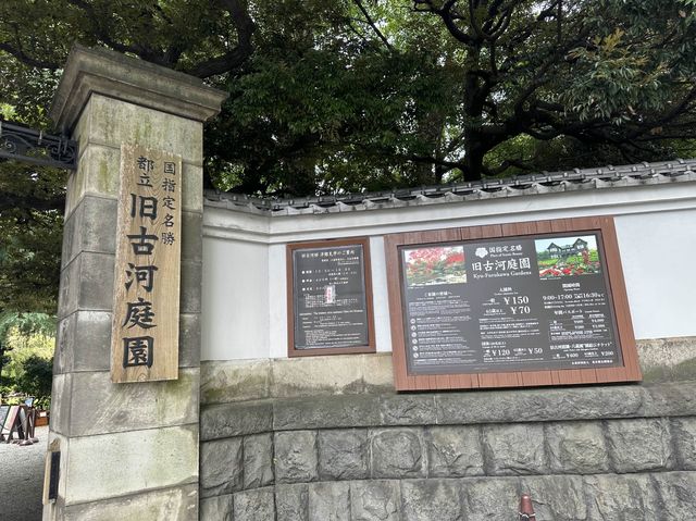 東京・北区。バラの季節には多くの品種の花が咲き誇るそうです『旧古河庭園』