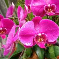 Singapore National Orchid Garden @ Botanics