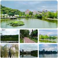 湖畔漫步🌳🏞️台北碧湖公園💎