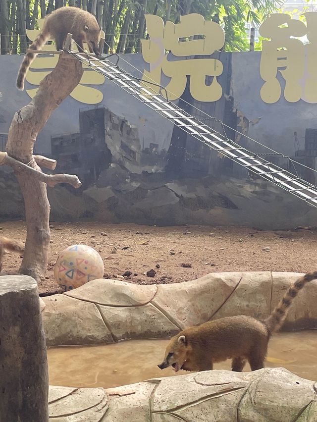 🇨🇳深圳｜親子遊x 深圳野生動物園🌟