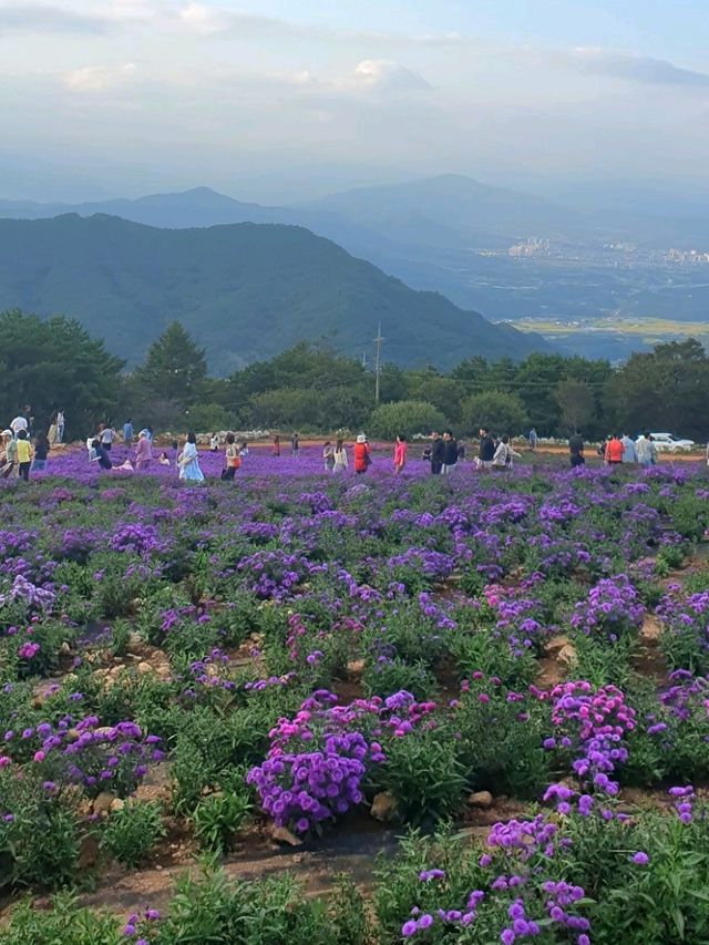 가을 아스타 국화축제