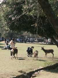 日本 | 奈良之旅 去奈良公園看小鹿🦌