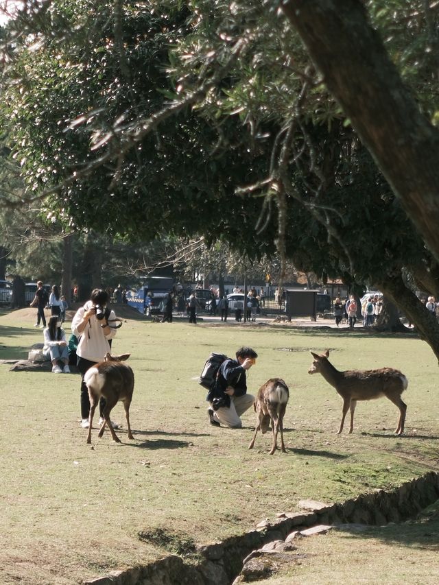 日本 | 奈良之旅 去奈良公園看小鹿🦌