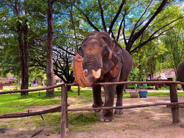 ชมน้องช้าง ที่ศูนย์อนุรักษ์ช้างไทย ลำปาง