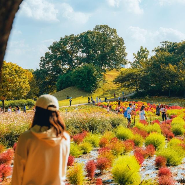 Beautiful Falling Season in Seoul 