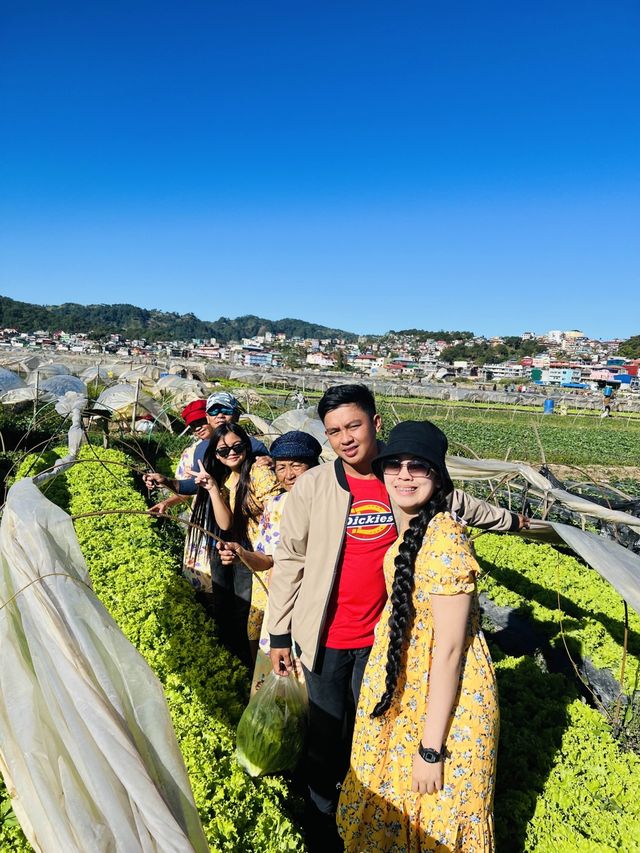 La Trinidad Strawberry Farm