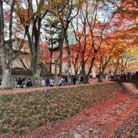2023河口湖紅葉一個人旅行