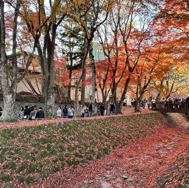 2023河口湖紅葉一個人旅行