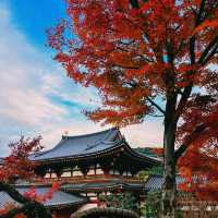 Byodo-in Temple Kyoto 
