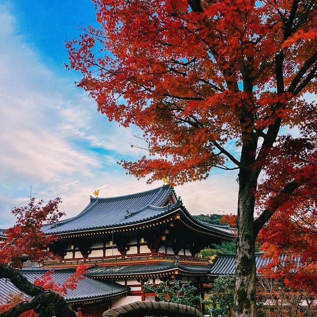 Byodo-in Temple Kyoto 