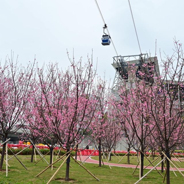 東涌觀景山睇樱花🌸