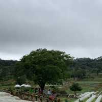 PERFECT IN BEMWA FARM
