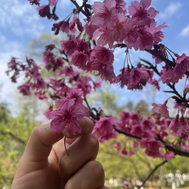 Doi Angkhang(ดอยอ่างขาง) เชียงใหม่