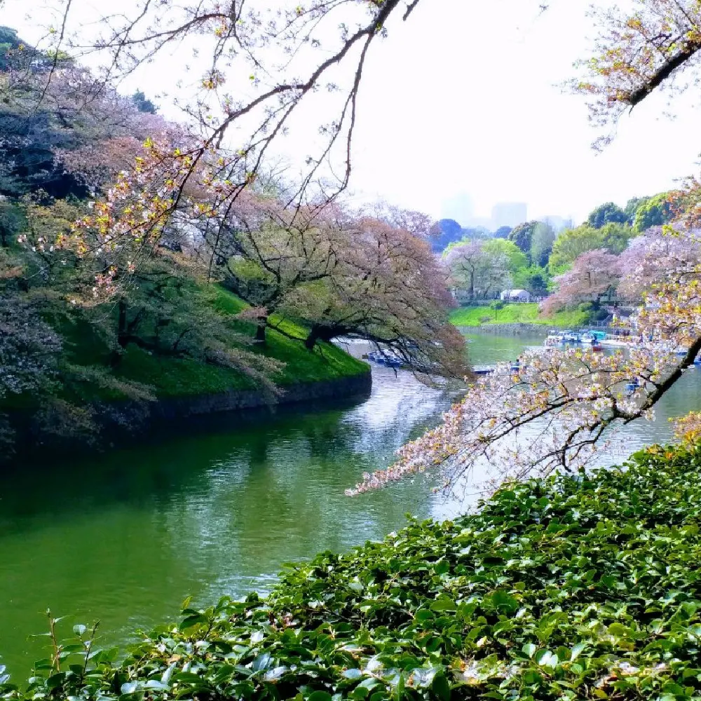 千鳥之淵賞櫻🌸🌸🌸