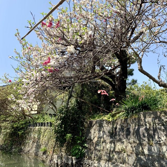 乘搭日式遊船，遊覧著名水鄉-柳川